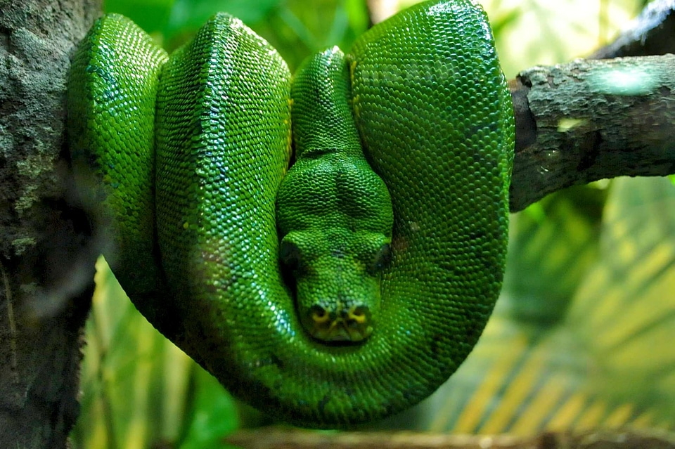 Reptile snake serpent
