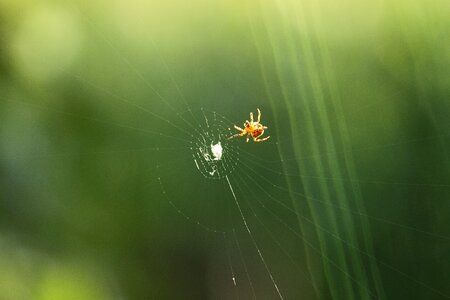 Spider cobweb predator prey