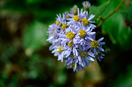Flowers blue petal