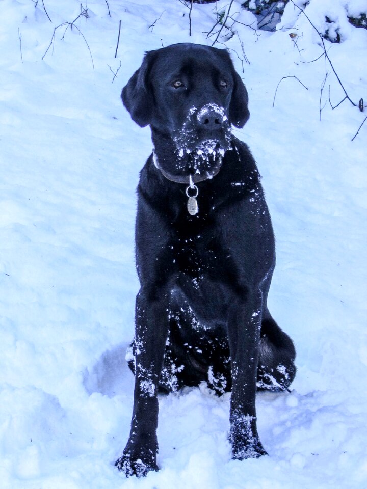 Black labrador snow winter