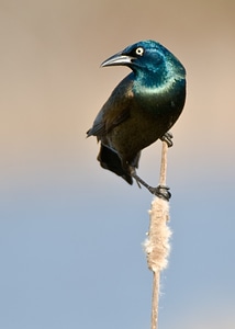 Bird animal feather photo