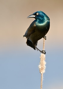 Bird animal feather