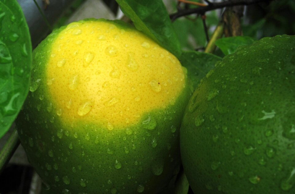 Fruit unripe oranges raindrop