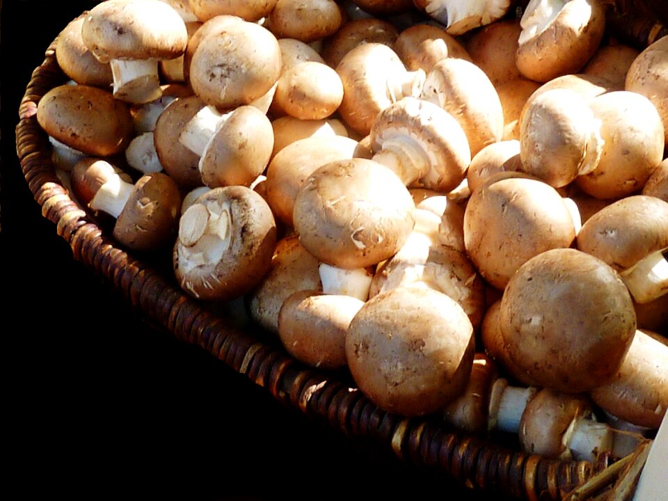 Food brown giant mushroom