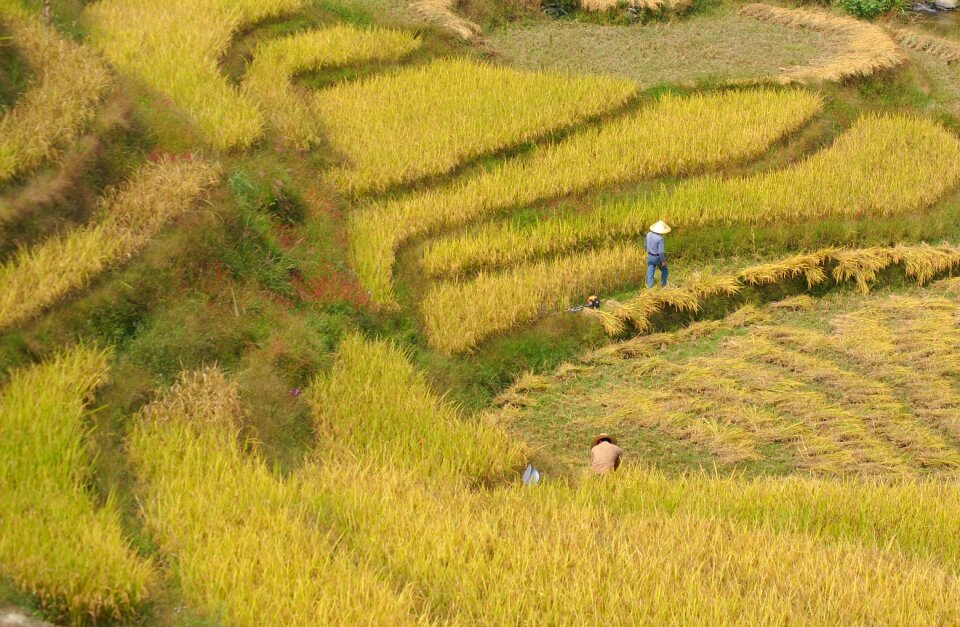 Agriculture field paddy photo