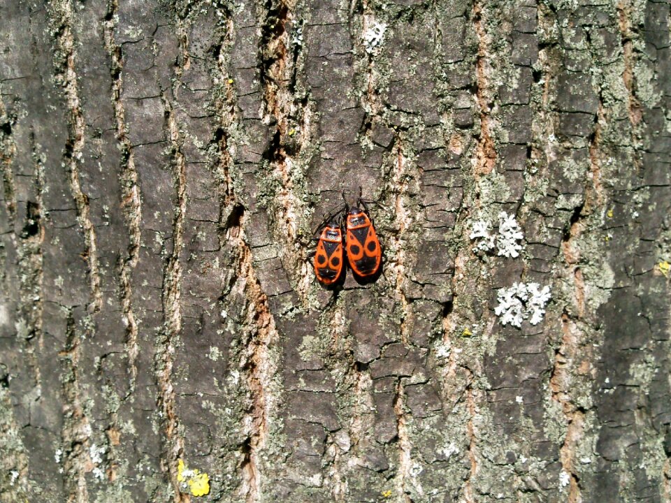 Insect tree wood