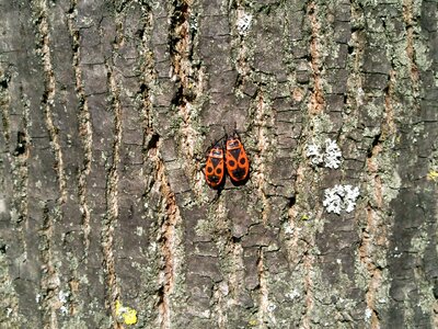 Insect tree wood