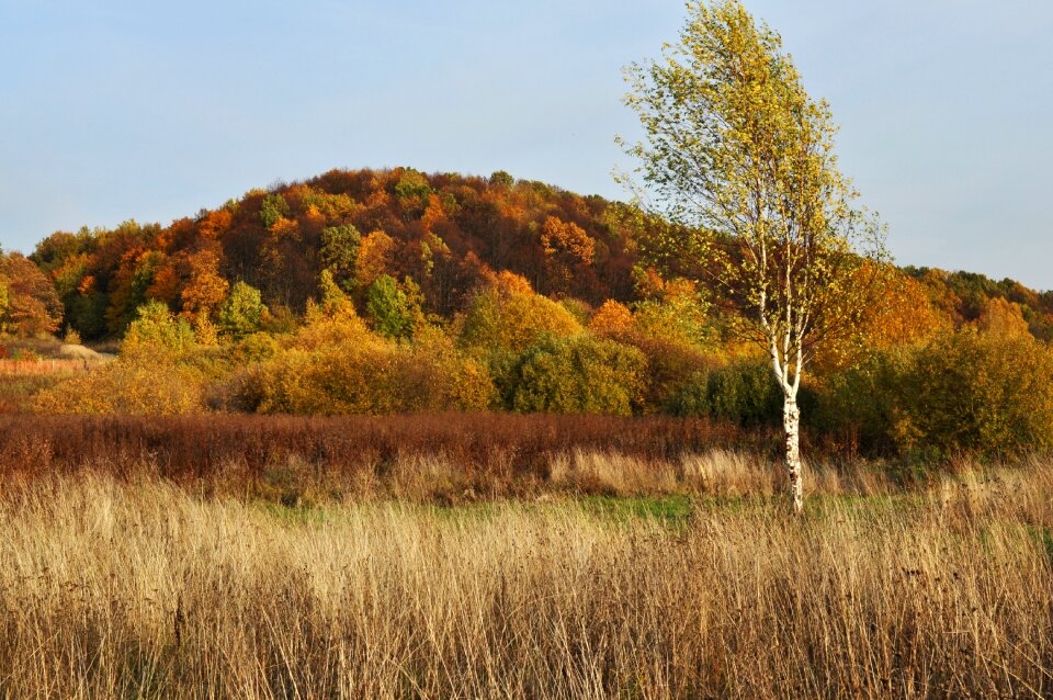 Autumn leaves birch landscape