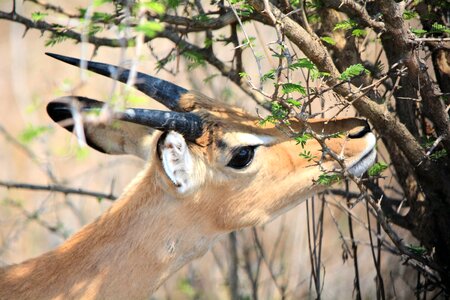 Nature wildlife