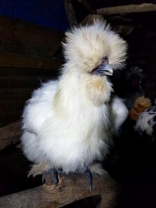 Poultry bird pet photo