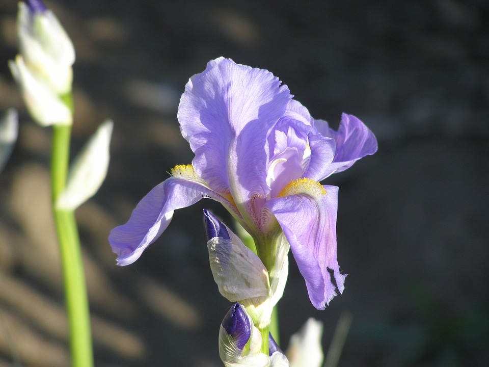 Floral plant natural