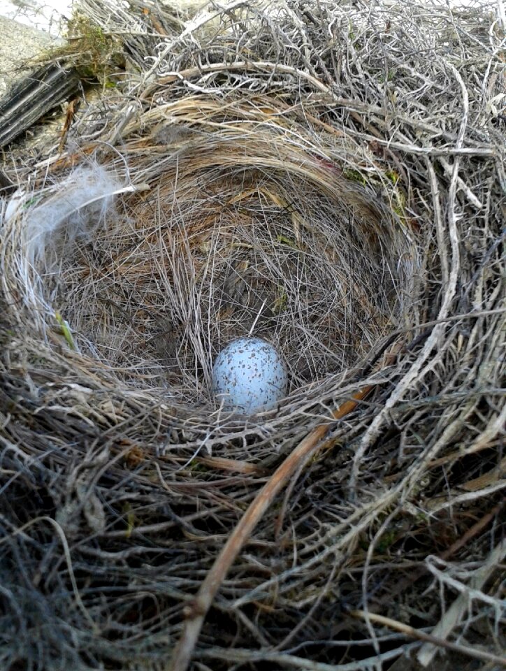 Bird's nest animal nest building