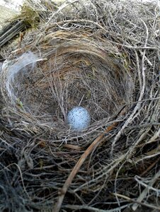 Bird's nest animal nest building photo