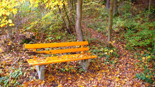 Leaves fall foliage park bench photo