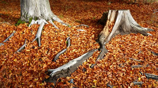 Forest forest floor nature photo