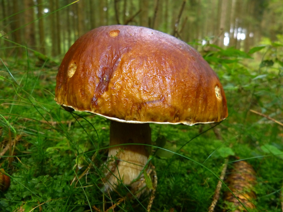 Brown tube mushroom forest