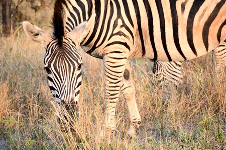 Nature stripes