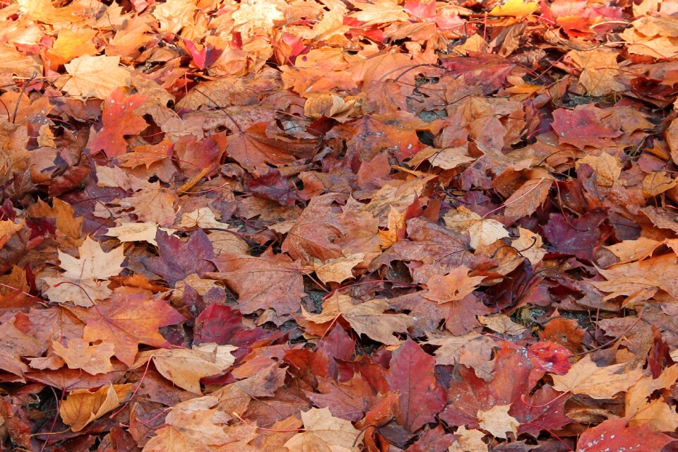 Golden autumn autumn autumn leaf