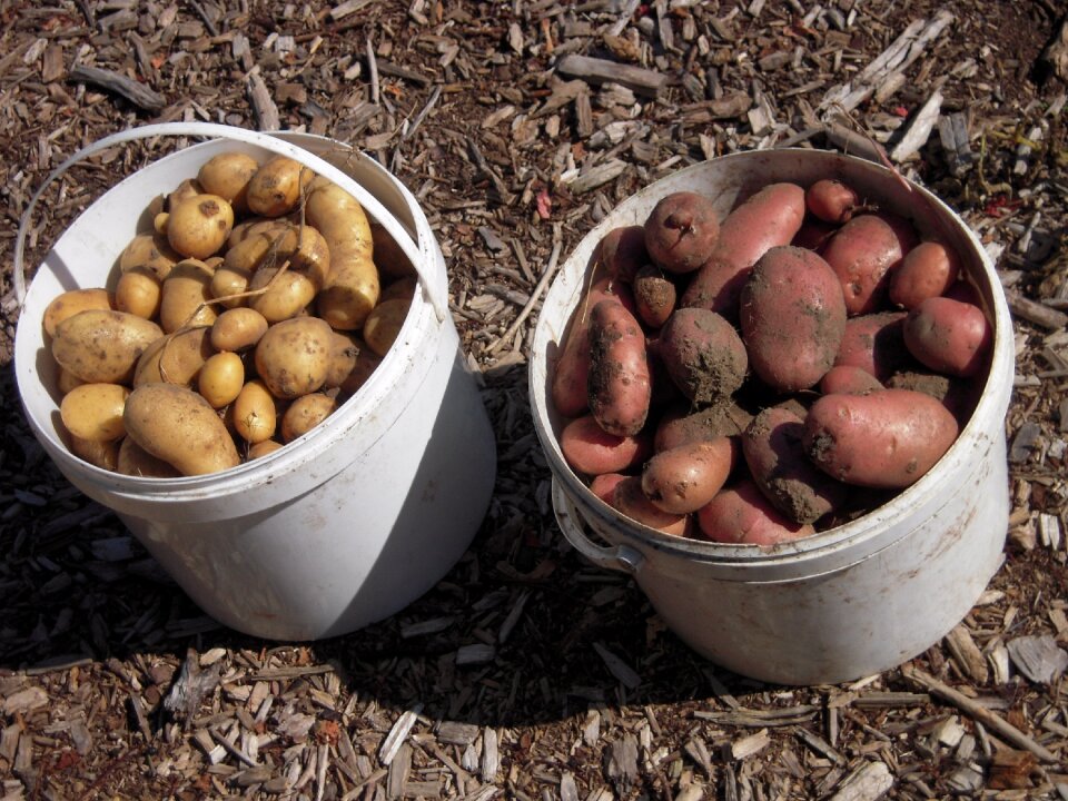 School garden potatoes harvest