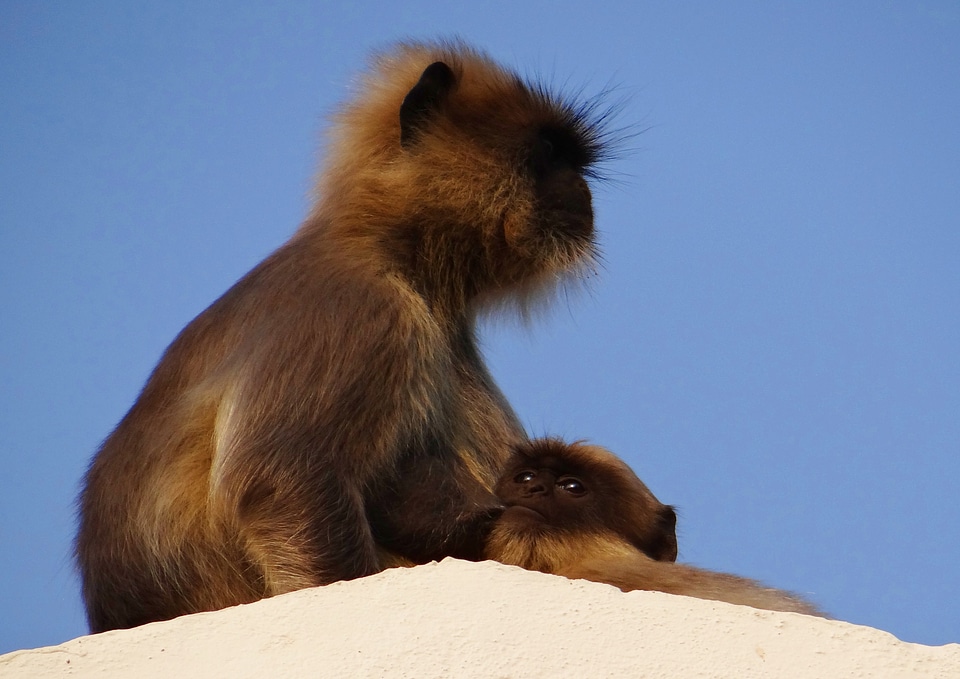 Baby langur hanuman langur