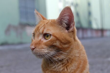 Feline orange focus