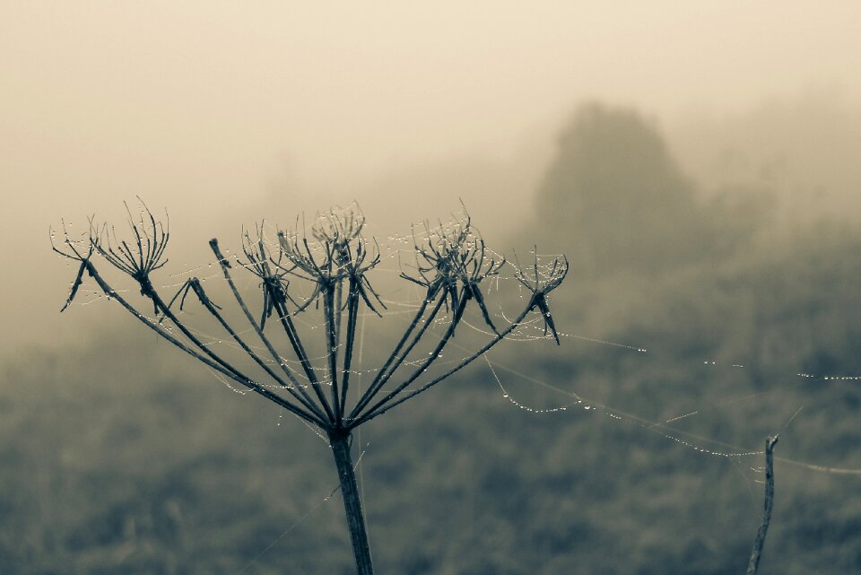 The stem spider's web dry flower