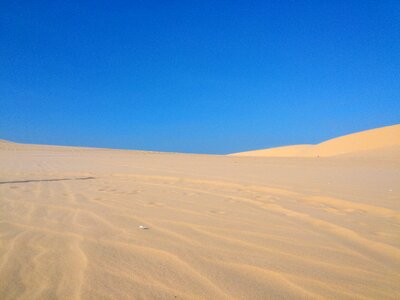 Camel dirt sand photo