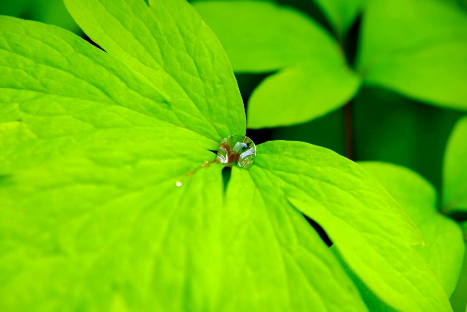 Macro raindrop