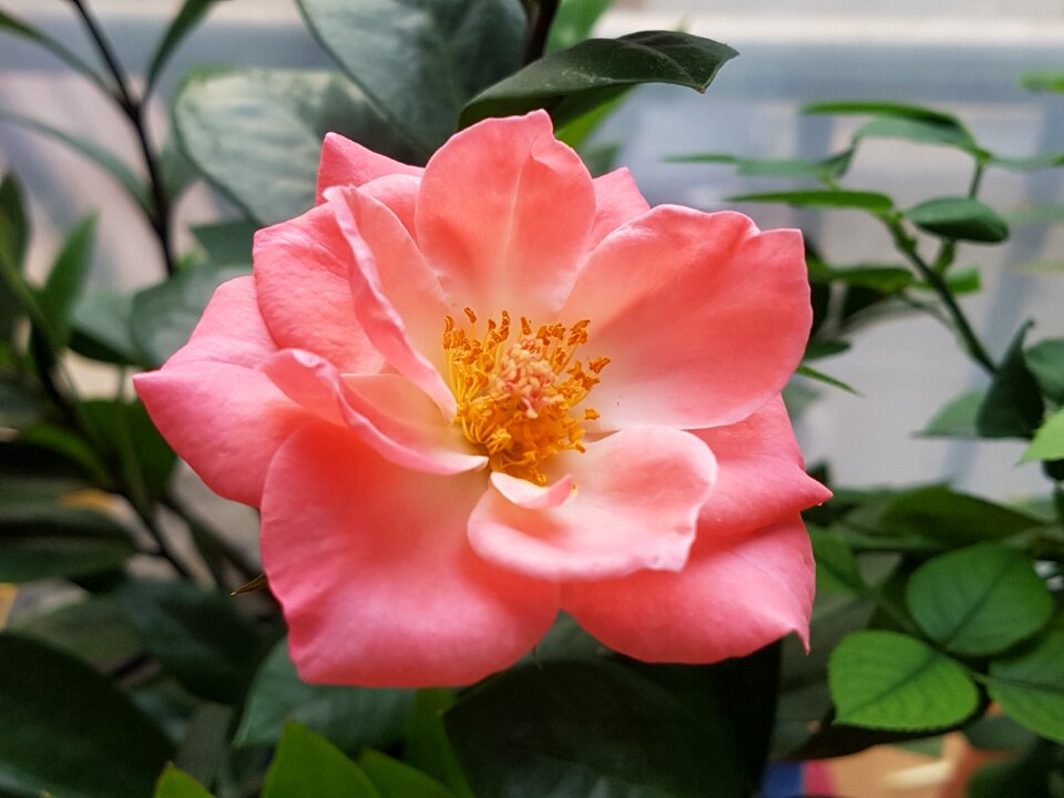 Potted plant nature beautiful