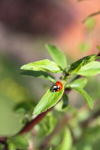 Summer nature insect