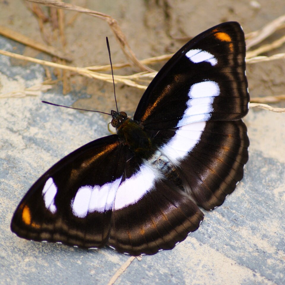 White pattern symmetrical