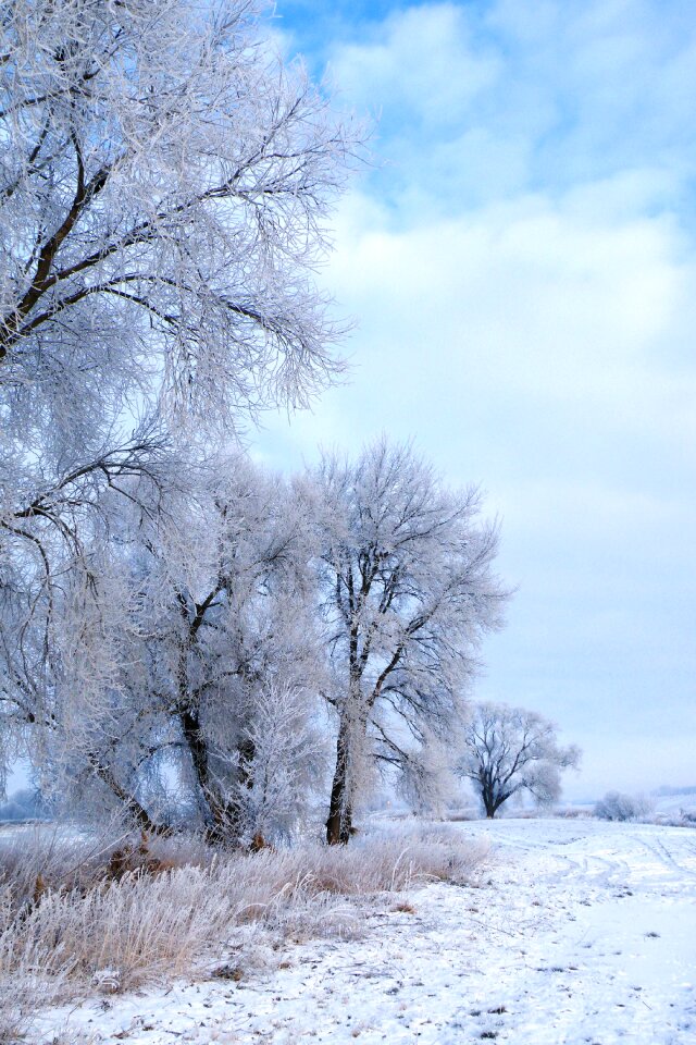 Cold winter winter magic photo