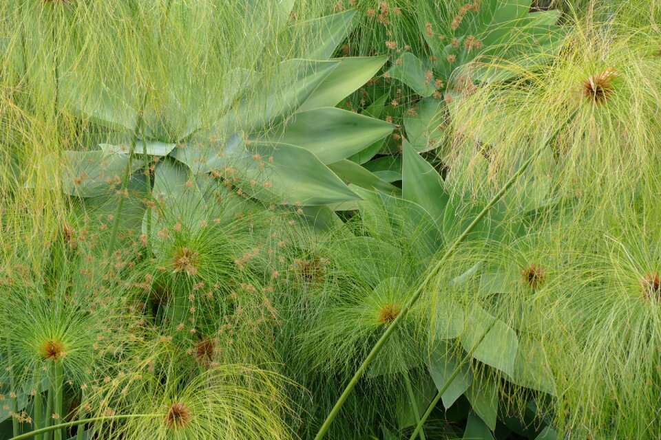 Plant slightly green