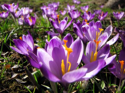 Purple purple flower nature