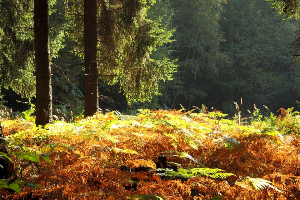 Trees landscape nature