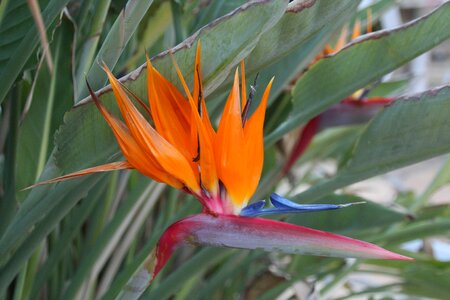 Bird of paradise flower tropical flower exotic flowers photo