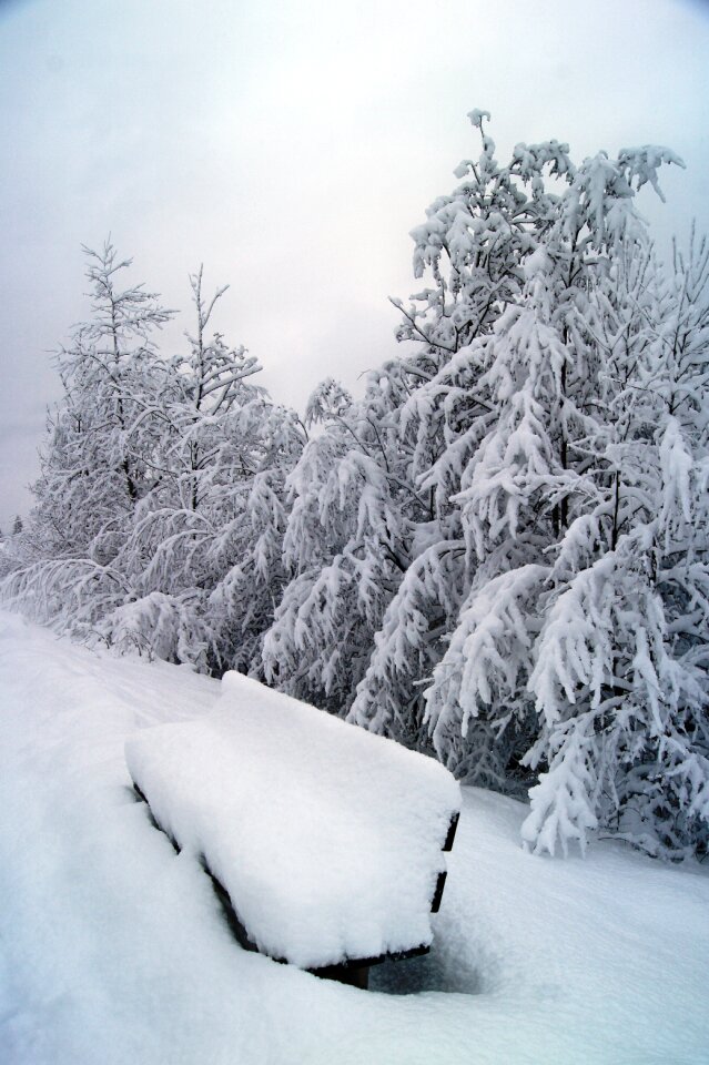 Winter bushes bank bush photo