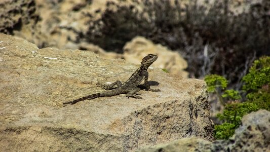 Reptile fauna animal