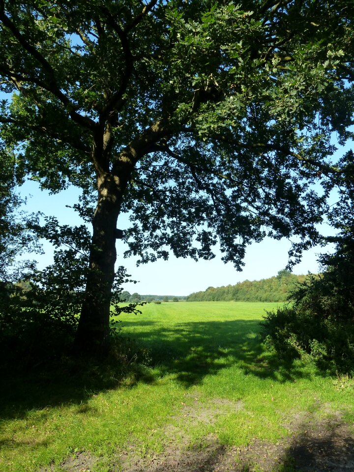 Landscape summer nature