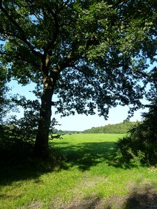 Landscape summer nature