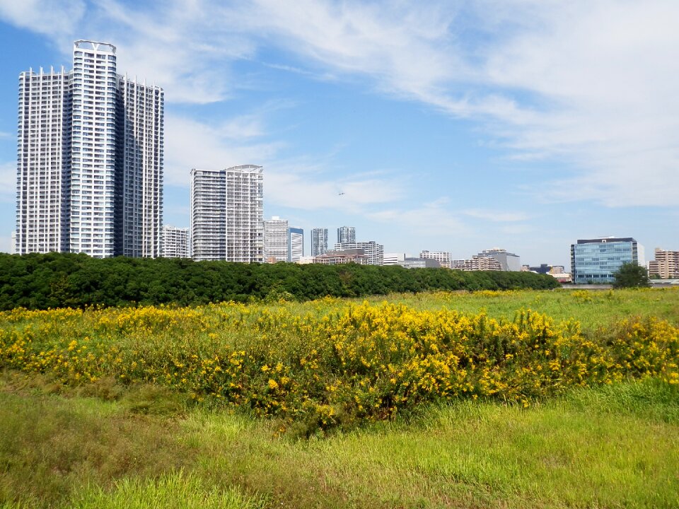 Vacant lot building goldenrod