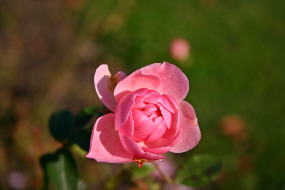 Nature blossom bloom