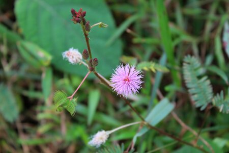 Wild flowers plant green photo