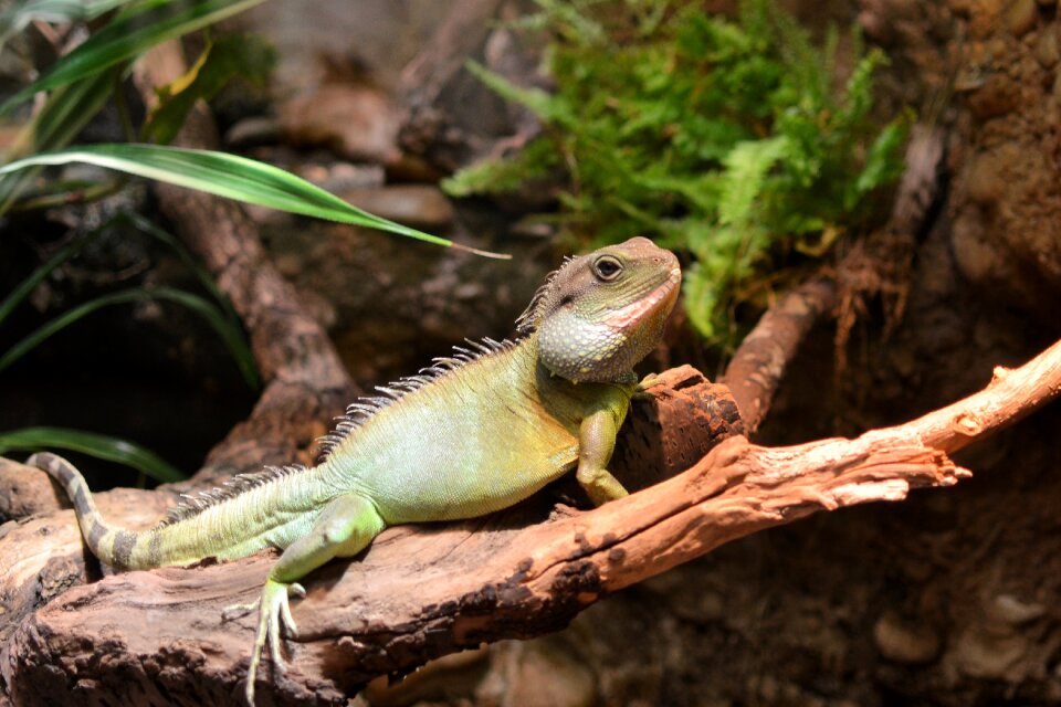 Animal wildlife