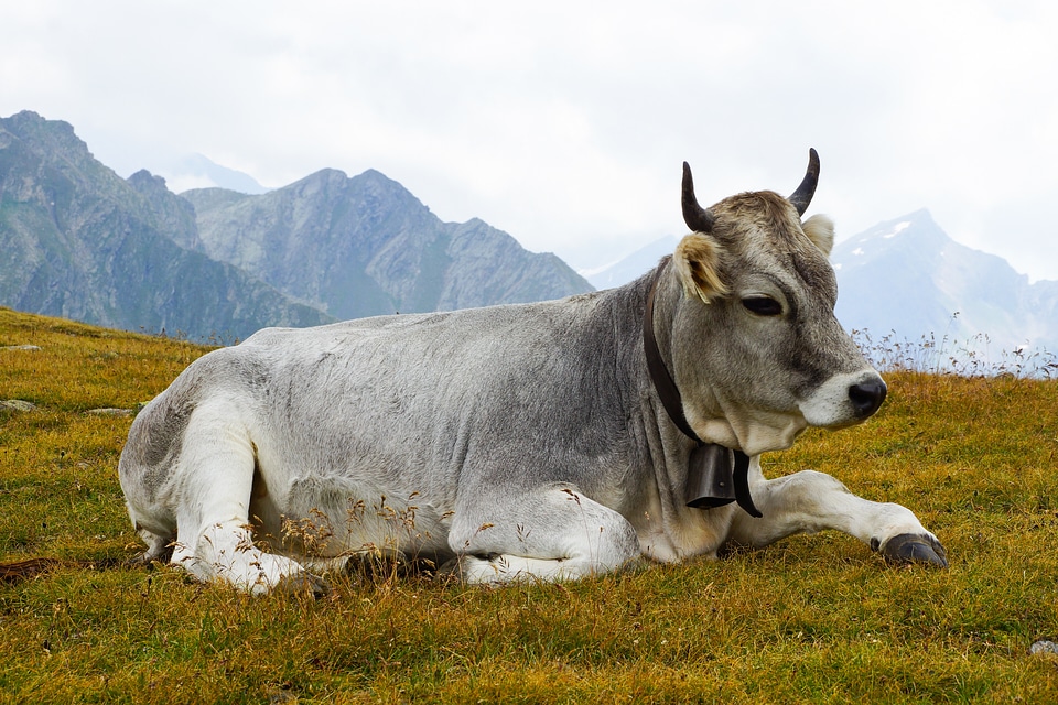 Alpine milk cow rest