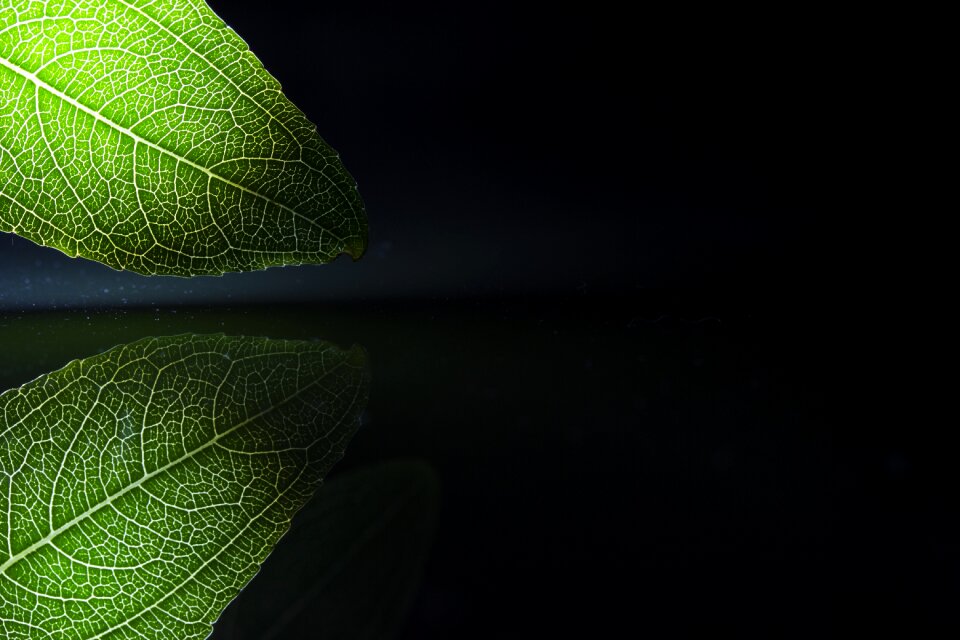 Plant still life the leaves
