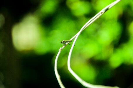 Branch fly properties