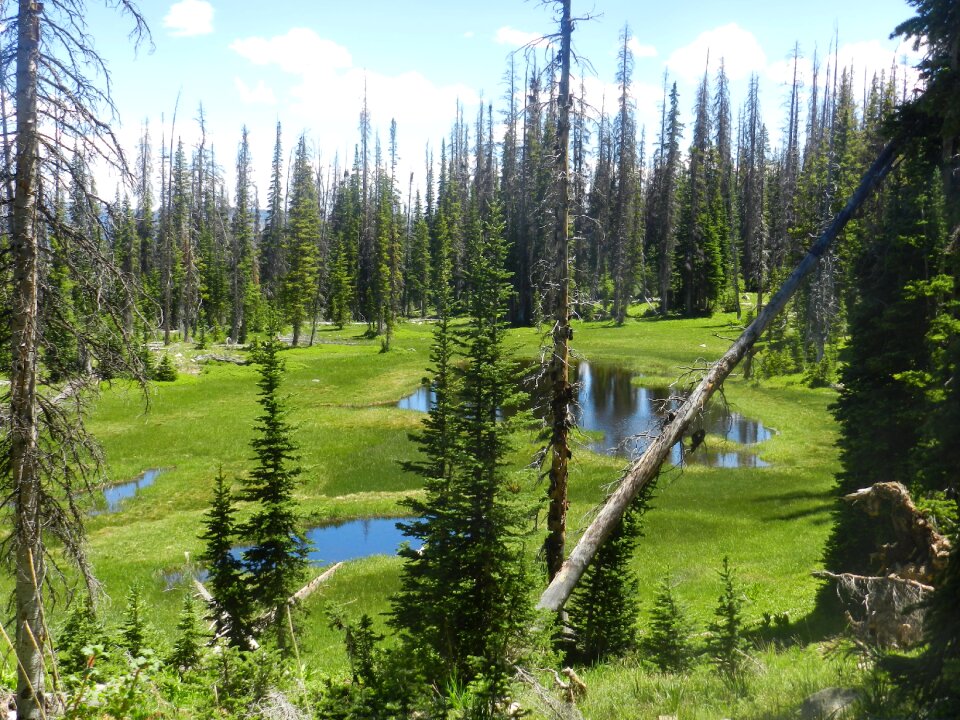 Utah forest evergreen