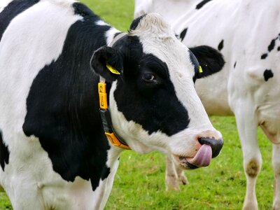 Animal beef pasture