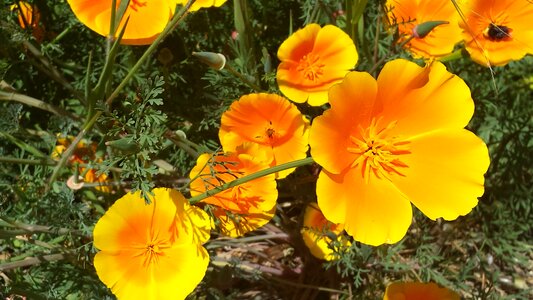 Petal nature bright